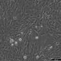 AC16 Cardiomyocyte Cell Line cell