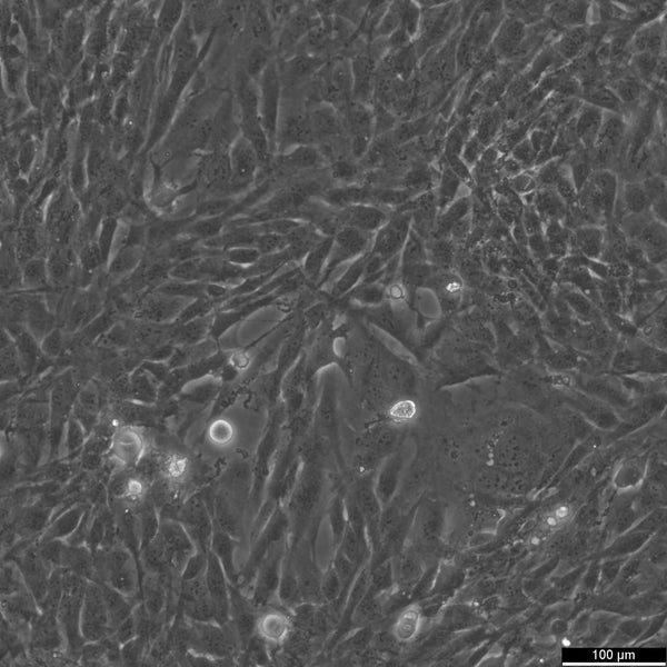 AC16 Cardiomyocyte Cell Line cell