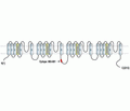 CACNA1A/Cav2.1 Blocking Peptide