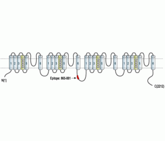 CACNA1A/Cav2.1 Blocking Peptide