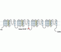 CACNA1B/Cav2.2 Blocking Peptide