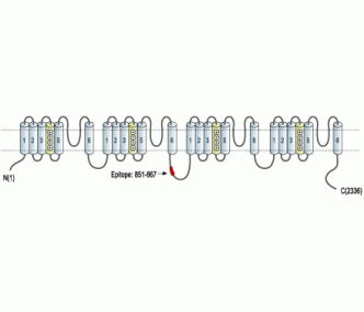 CACNA1B/Cav2.2 Blocking Peptide