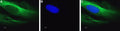 Anti-CaV1.2 (CACNA1C)-ATTO Fluor-488 Antibody