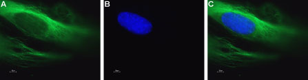 Anti-CaV1.2 (CACNA1C)-ATTO Fluor-488 Antibody