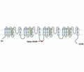 Cav1.2/CACNA1C Blocking Peptide