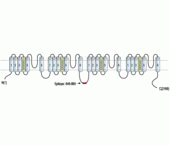 Cav1.2/CACNA1C Blocking Peptide