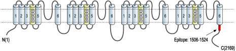 Anti-CaVpan α1 Antibody