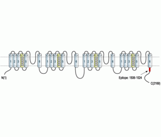 Pan CaV α 1 Blocking Peptide