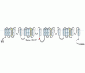 Cav2.3/CACNA1E Blocking Peptide
