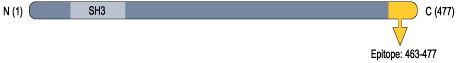 Anti-CACNB3 Antibody
