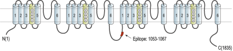 Anti-CaV3.3 (CACNA1I) Antibody