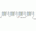 Cav3.3/CACNA1I Blocking Peptide