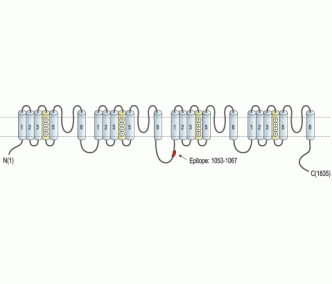 Cav3.3/CACNA1I Blocking Peptide