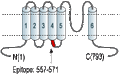 Anti-TRPC1 Antibody