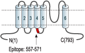 Anti-TRPC1 Antibody