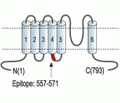 TRPC1 Blocking Peptide