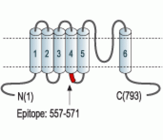 TRPC1 Blocking Peptide