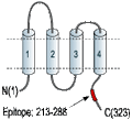 Anti-Stargazin Antibody