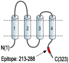 Anti-Stargazin Antibody