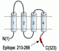 Stargazin Blocking Peptide