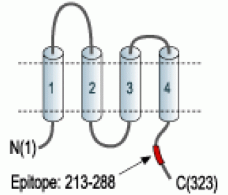 Stargazin Blocking Peptide