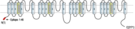 Anti-CaV1.2a (CACNA1C) Antibody