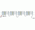 Cav1.2a/CACNA1C Blocking Peptide