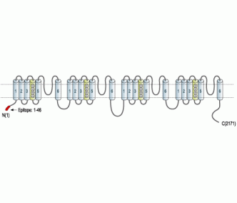 Cav1.2a/CACNA1C Blocking Peptide