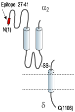 Anti-CACNA2D1 (CaVα2δ1) (extracellular) Antibody