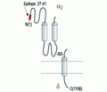 CACNA2D1/Cavα2δ1 (extracellular) Blocking Peptide