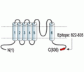 TRPC3 Blocking Peptide