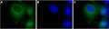 Anti-TRPC3 Antibody