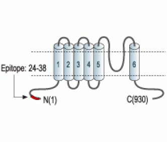 TRPC6 Blocking Peptide