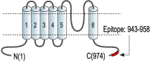 Anti-TRPC4 Antibody