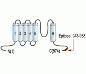 TRPC4 Blocking Peptide