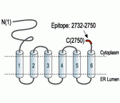IP3 Receptor-1/ITPR1 Blocking Peptide