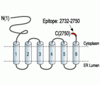 IP3 Receptor-1/ITPR1 Blocking Peptide