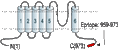 Anti-TRPC5 Antibody