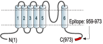 Anti-TRPC5 Antibody