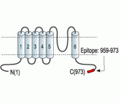 TRPC5 Blocking Peptide