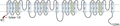 Anti-CACNA1G (CaV3.1)-ATTO Fluor-594 Antibody