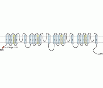 CACNA1G/Cav3.1 Blocking Peptide