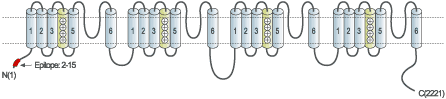 Anti-Human CaV1.2 (CACNA1C) Antibody