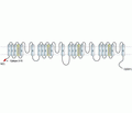 Human Cav1.2/CACNA1C Blocking Peptide