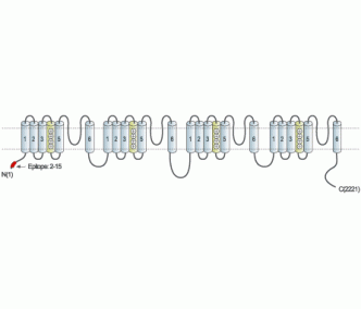 Human Cav1.2/CACNA1C Blocking Peptide
