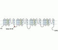 Cav3.2/CACNA1H Blocking Peptide