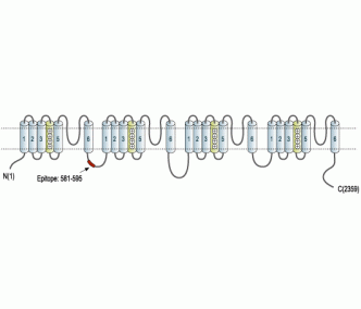 Cav3.2/CACNA1H Blocking Peptide