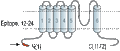 Anti-TRPC2 Antibody