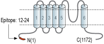 Anti-TRPC2 Antibody