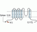 TRPC2 Blocking Peptide